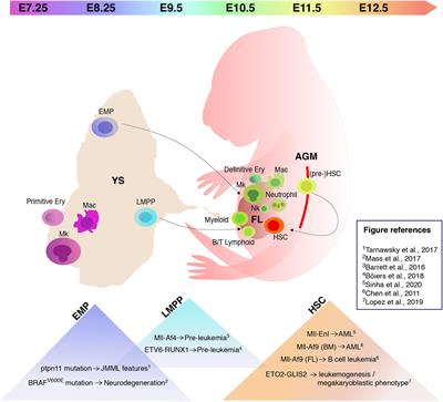 Prenatal Origin of Pediatric Leukemia: Lessons From Hematopoietic Development